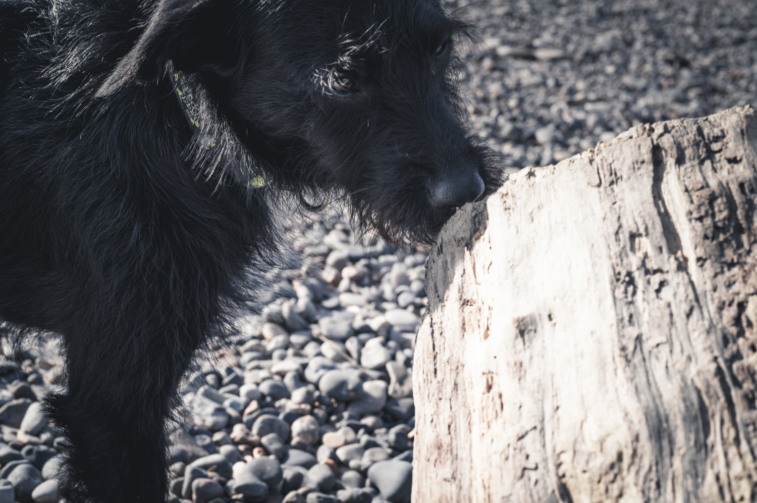 Non Corporate • Beach X Dog